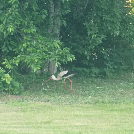 Lounamatkad Kamp alanı Kiidjärve